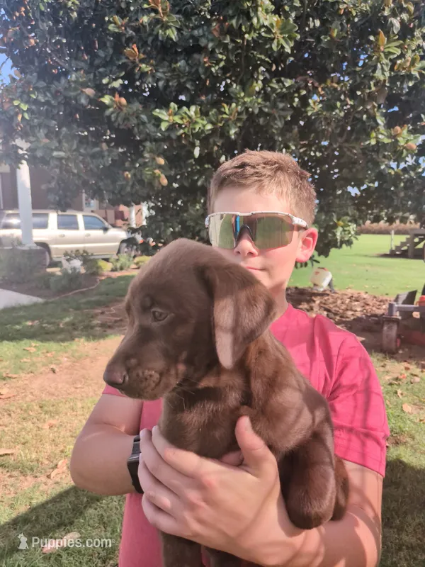 Chocolate female – Labrador Retriever puppy for sale in Stapleton, GA