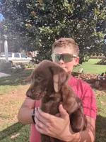 Chocolate female, a female Labrador Retriever for sale in Stapleton, GA – 1 of 1