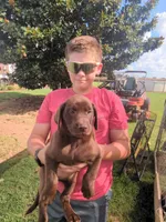 Chocolate male, a male Labrador Retriever for sale in Stapleton, GA – 1 of 1