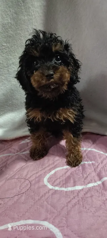 rotty – Poodle - Miniature  puppy for sale in Mount Sterling, OH
