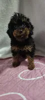 rotty, a male Poodle - Miniature  for sale in Mount Sterling, OH – 1 of 3