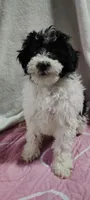 lacy, a female Poodle - Miniature  for sale in Mount Sterling, OH – 4 of 4
