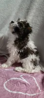 luna, a female Poodle - Miniature  for sale in Mount Sterling, OH – 2 of 4