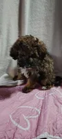 chungus, a male Poodle - Miniature  for sale in Mount Sterling, OH – 2 of 3