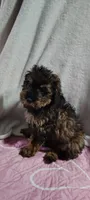 cj, a female Poodle - Miniature  for sale in Mount Sterling, OH – 2 of 4
