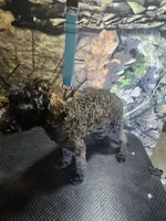 mr grrr, a male Poodle - Miniature  for sale in Mount Sterling, OH – 2 of 5