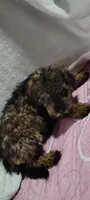 cj, a female Poodle - Miniature  for sale in Mount Sterling, OH – 3 of 4