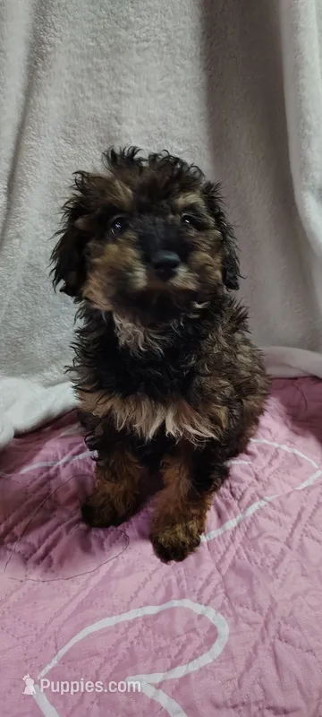cj – Poodle - Miniature  puppy for sale in Mount Sterling, OH