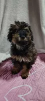 cj, a female Poodle - Miniature  for sale in Mount Sterling, OH – 1 of 4