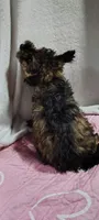 cj, a female Poodle - Miniature  for sale in Mount Sterling, OH – 4 of 4