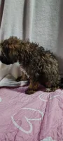 chungus, a male Poodle - Miniature  for sale in Mount Sterling, OH – 3 of 3