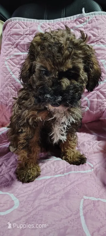 chungus – Poodle - Miniature  puppy for sale in Mount Sterling, OH