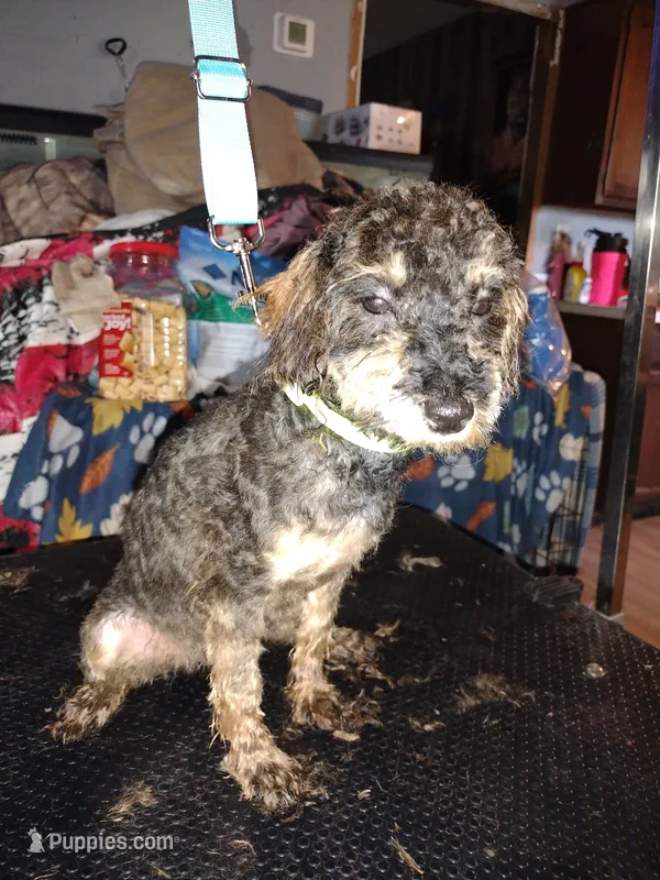 cj – Poodle - Miniature  puppy for sale in Mount Sterling, OH