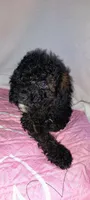 mr grrr, a male Poodle - Miniature  for sale in Mount Sterling, OH – 2 of 3