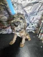 chungus, a male Poodle - Miniature  for sale in Mount Sterling, OH – 2 of 5