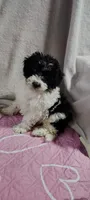 lacy, a female Poodle - Miniature  for sale in Mount Sterling, OH – 3 of 4