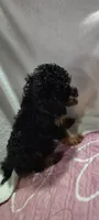 rotty, a male Poodle - Miniature  for sale in Mount Sterling, OH – 3 of 3
