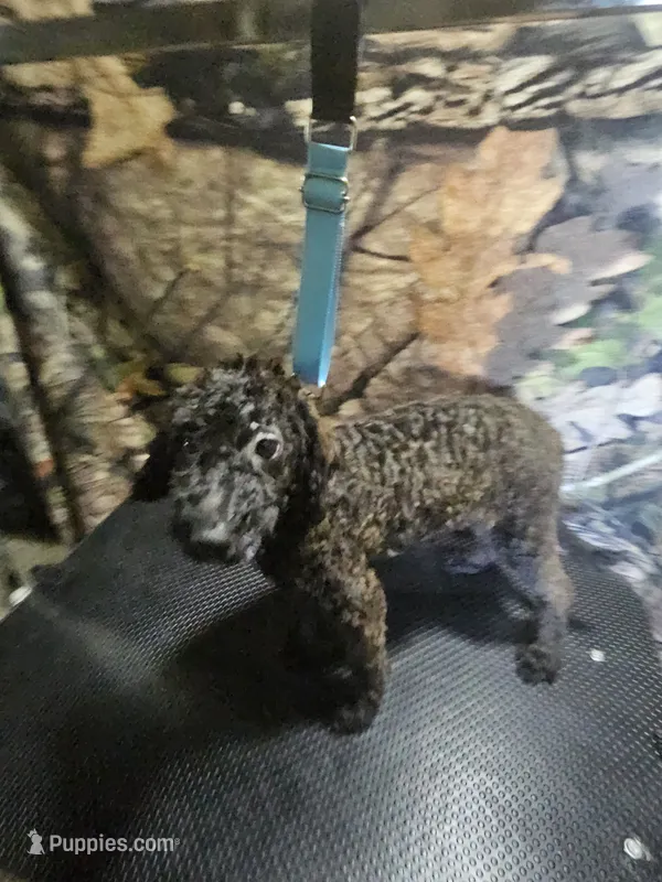 mr grrr – Poodle - Miniature  puppy for sale in Mount Sterling, OH