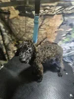 mr grrr, a male Poodle - Miniature  for sale in Mount Sterling, OH – 1 of 5