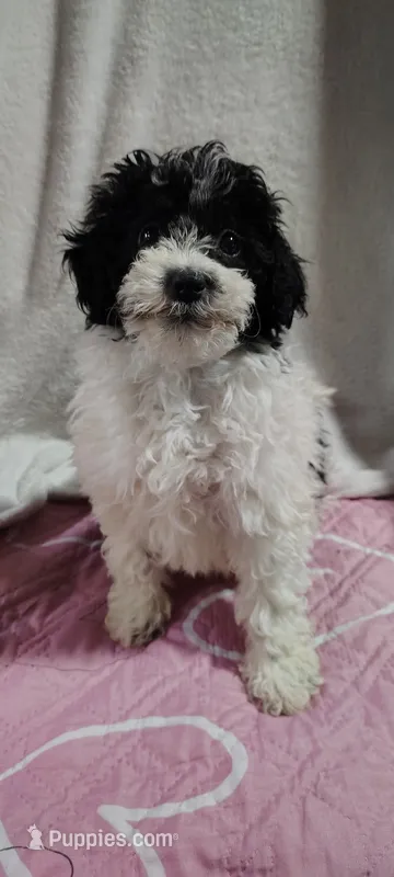 lacy – Poodle - Miniature  puppy for sale in Mount Sterling, OH