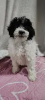 lacy, a female Poodle - Miniature  for sale in Mount Sterling, OH – 1 of 4
