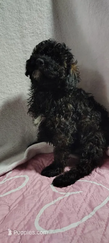 mr grrr – Poodle - Miniature  puppy for sale in Mount Sterling, OH