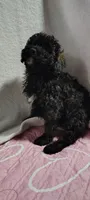 mr grrr, a male Poodle - Miniature  for sale in Mount Sterling, OH – 1 of 3