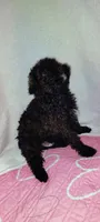 mr grrr, a male Poodle - Miniature  for sale in Mount Sterling, OH – 3 of 3