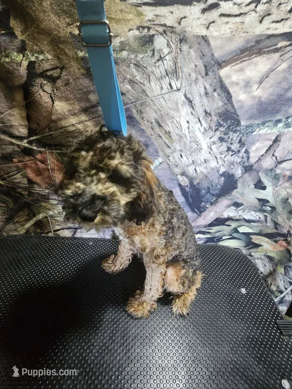 chungus – Poodle - Miniature  puppy for sale in Mount Sterling, OH