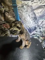 chungus, a male Poodle - Miniature  for sale in Mount Sterling, OH – 1 of 5