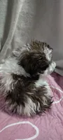 luna, a female Poodle - Miniature  for sale in Mount Sterling, OH – 4 of 4