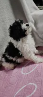 lacy, a female Poodle - Miniature  for sale in Mount Sterling, OH – 2 of 4