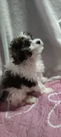 luna, a female Poodle - Miniature  for sale in Mount Sterling, OH – 3 of 4