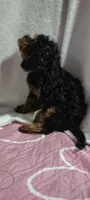 rotty, a male Poodle - Miniature  for sale in Mount Sterling, OH – 2 of 3