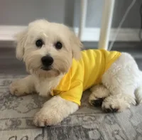 Ace, a male Maltipoo for sale in Ocala, FL – 2 of 2
