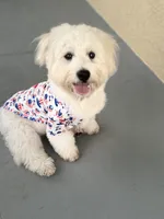 Ace, a male Maltipoo for sale in Ocala, FL – 1 of 2