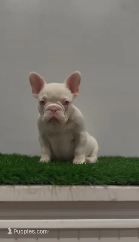 Pink Baby Girl  – French Bulldog puppy for sale in Danbury, CT