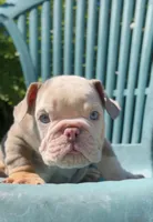 Lilac Boy, a male English Bulldog for sale in Danbury, CT – 2 of 2