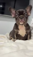 Choco, a male French Bulldog for sale in Danbury, CT – 3 of 5