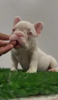 Pink Baby Girl , a female French Bulldog for sale in Danbury, CT – 2 of 5