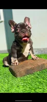 Choco, a male French Bulldog for sale in Danbury, CT – 4 of 4
