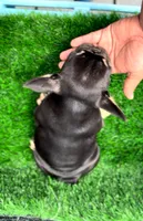 Chocolate, a female French Bulldog for sale in Danbury, CT – 4 of 7