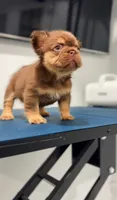 Rojo , a female French Bulldog for sale in Danbury, CT – 3 of 3