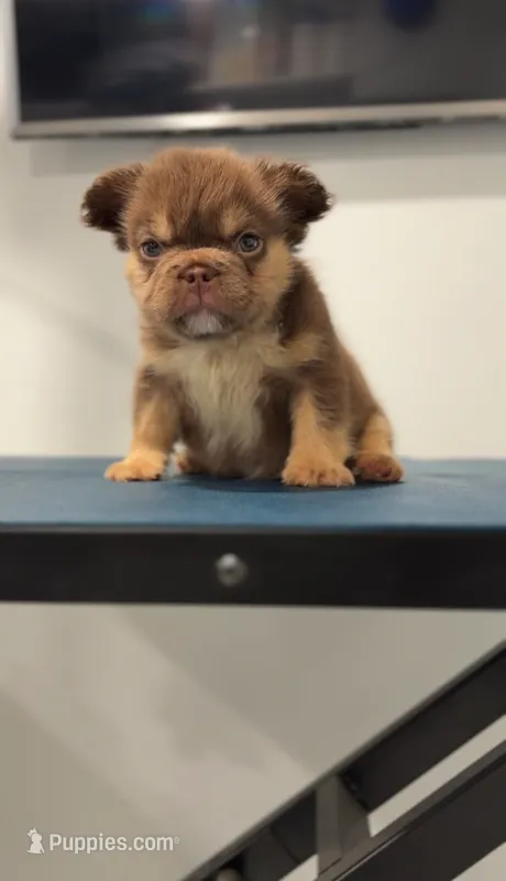 Roji – French Bulldog puppy for sale in Danbury, CT
