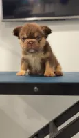 Roji, a female French Bulldog for sale in Danbury, CT – 1 of 3