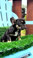 Chocolate, a female French Bulldog for sale in Danbury, CT – 3 of 7