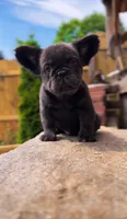 Bluey, a male French Bulldog for sale in Danbury, CT – 3 of 4