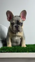 Merle Puppy, a male French Bulldog for sale in Danbury, CT – 2 of 4