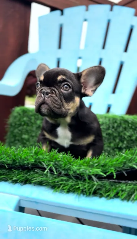 Chocolate – French Bulldog puppy for sale in Danbury, CT