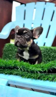 Chocolate, a female French Bulldog for sale in Danbury, CT – 1 of 7
